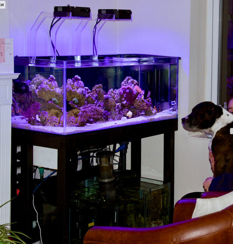 Custom marine aquarium - custom, 101cm