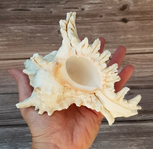 Large sea shell murex conch - shell,