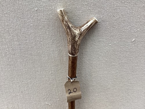 Red deer antler walking hazel - deer,