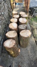Tree Stumps 1.6 Foot high 8 to