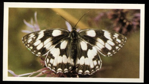 Tobacco card doncella - card,,