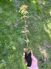 Acer Palmatum Sango-kaku seedling coral bark Japanese Maple Deciduous Plant Tree