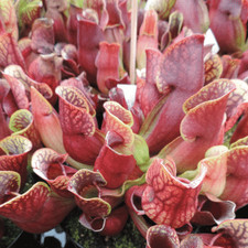 Purple pitcher plant 20 - pitcher, |