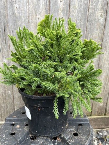 Japanese red cedar - cedar, 'serama'