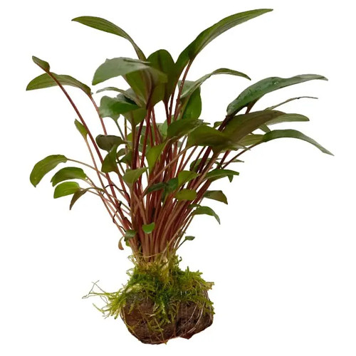 Cryptocoryne lava rock - cryptocoryne, with