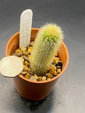 hildewintera aureispina