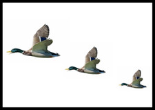 Three flying ducks - three, fun
