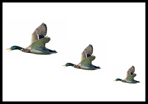 Three flying ducks - flying,