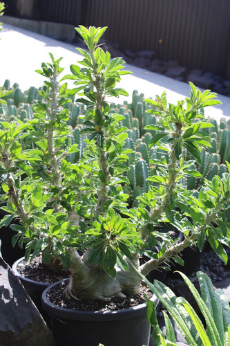 Pachypodium saundersii 10 - -,