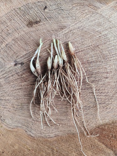 Wild garlic roots - wild,