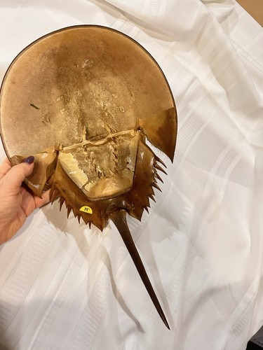 Huge long horseshoe crab - huge,