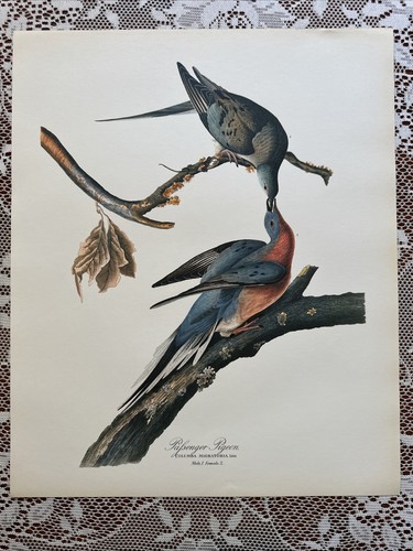 Vintage passenger pigeon - “passenger, pigeon”