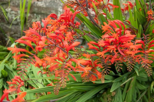 Crocosmia lucifer seeds - crocosmia, seeds-