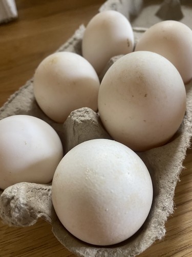 Free range welsh duck eggs - duck, for