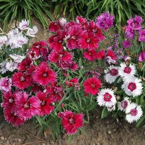 Dianthus baby doll - 6x,