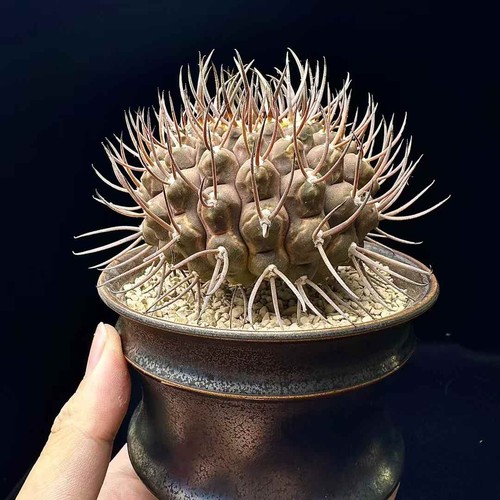 Gymnocalycium ochoterenae