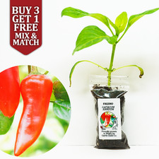 Fresno Chilli Pepper Plug