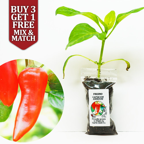 Fresno chilli pepper plug - chilli,