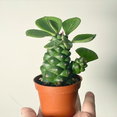 Euphorbia monadenium ritchiei - monadenium,