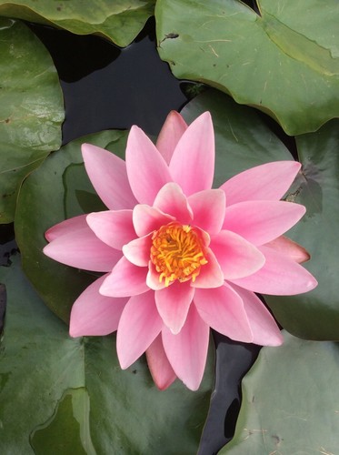Pot luck water lily pond - water,