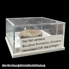Gar fish vertebra - gar,
