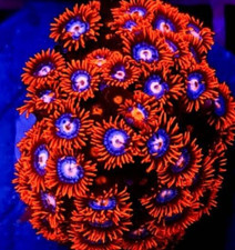 🔥🧊Fire & Ice Zoa