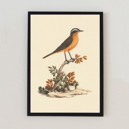 Vintage bird illustration - vintage,