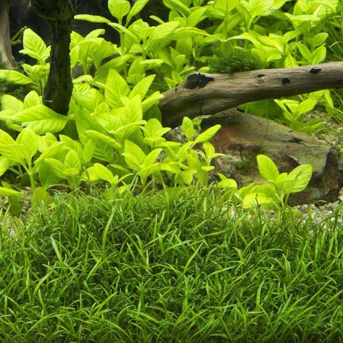 Lilaeopsis brasiliensis - ,