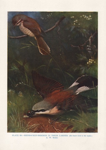 Vintage bird print - bird, ~