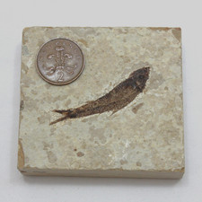 Fossil fish Knightia alta (?) - Eocene period circa forty million years old