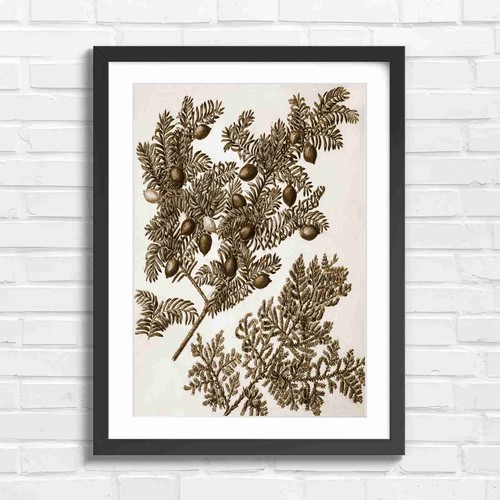 Botanical conifer branch and - conifer,