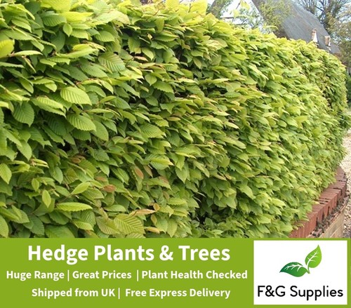 Hornbeam native semi evergreen - hornbeam, semi-evergreen