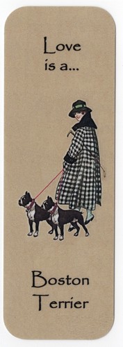 Boston terrier dog - boston,