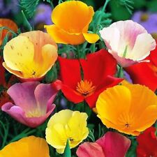 CALIFORNIA POPPY MIX