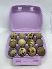Fertile Jumbo Quail Eggs for Hatching – Fresh, Coturnix Quail Eggs – Ideal for I