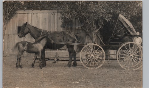 Horse drawn carriage pony - horse-drawn, &
