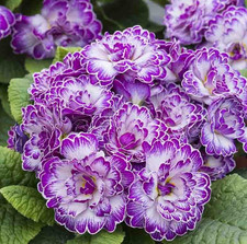 Double Primrose Primula