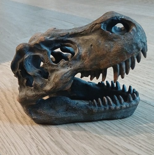 Rex dinosaur skull - t,