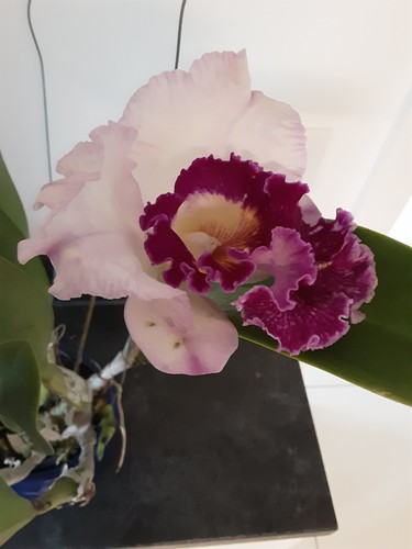 Cattleya orchid ann joi - cattleya, in