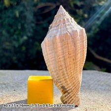 Volutospina luctator fossil gastropod - eocene barton beds, uk | genuine + coa