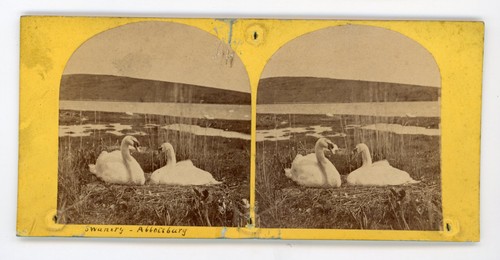 Stereoview stereoscope card - stereoview,