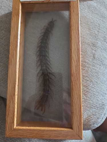 Framed giant centipede - framed,