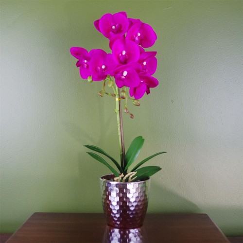 50cm phalaenopsis orchid - 50cm,