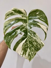 Variegated Monstera Albo