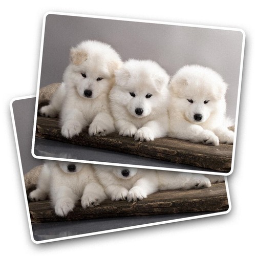 Vinyl sticker samoyed puppy - vinyl,