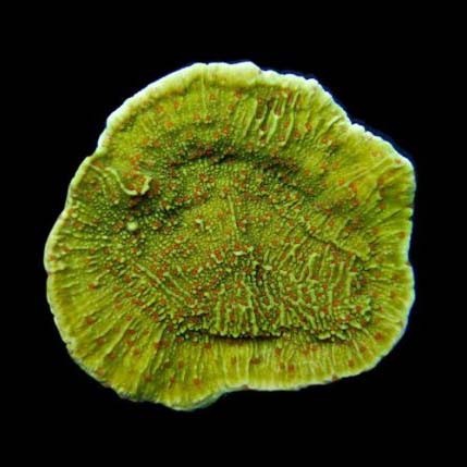 Aquacultured pink polyp - pink,