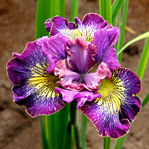 Iris sibirica how - iris, audacious