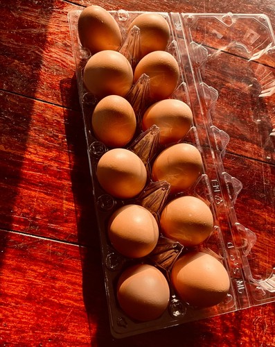 Hatching eggs brown mixed - hatching,
