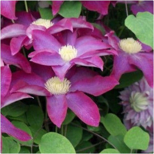 Clematis hybrid pink - clematis,
