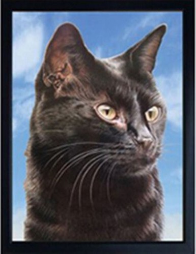 Cat fridge magnets - cat, black